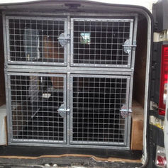Metallic animal transport cages in the back of a vehicle, featuring four locked compartments with wire mesh doors