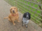 Two Dogs sit on a paved path looking at the camera