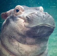 32207841_10156190701510479_3767635124112