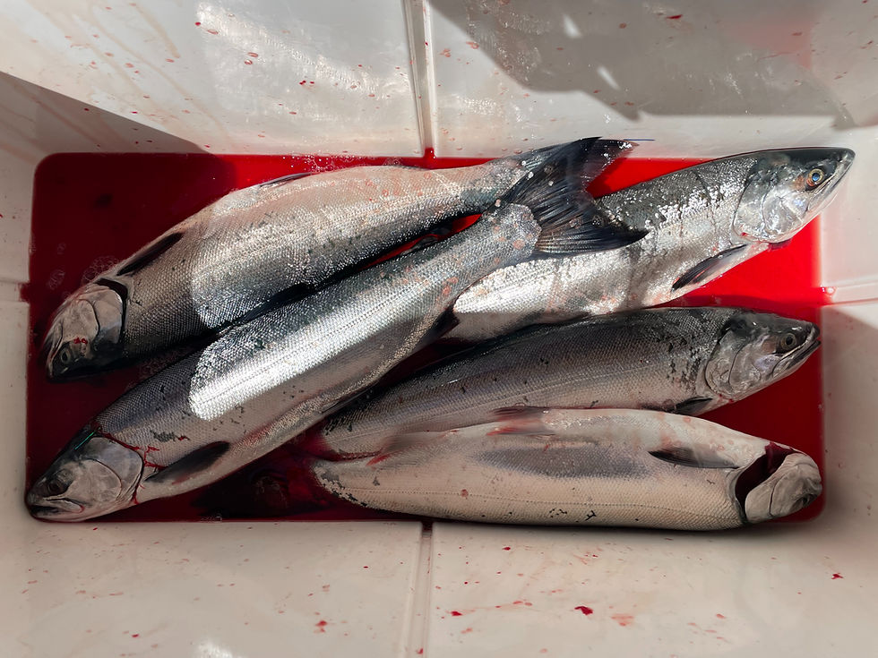 Ness Charters LLC Fishing Report 4/6/25