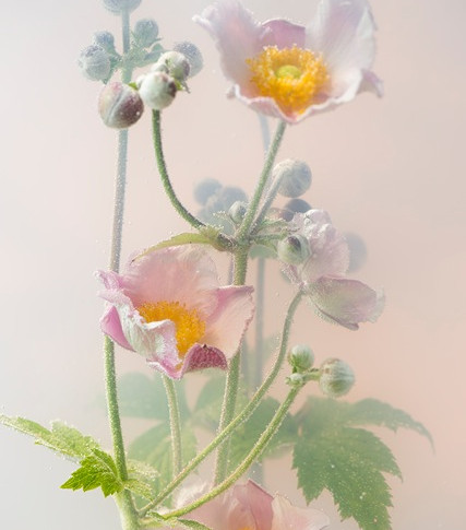 SHE - bloem.jpeg