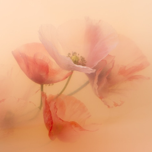 SHE-bloem1.jpeg