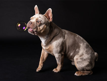 Stitch in de studio 🐾