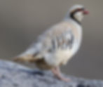 Chukar Neck - Standing