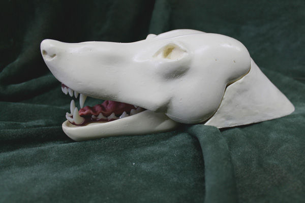 Coyote Rug Shell Open Mouth. N-E 4 1/4", Eye Size 18mm