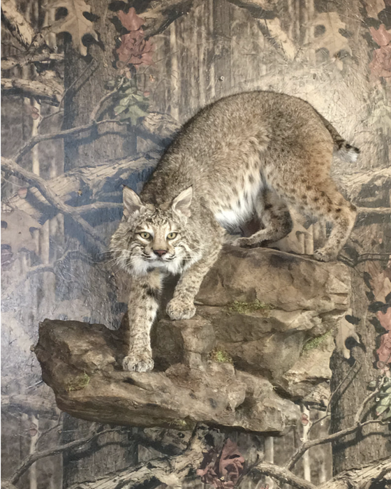 Mounted Bobcat by Chuck Johnston