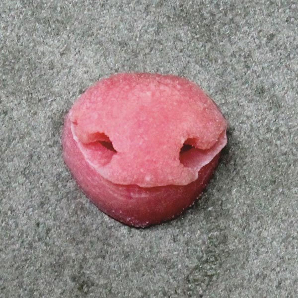 Otter Reproduction Nose. 23mm x 19mm