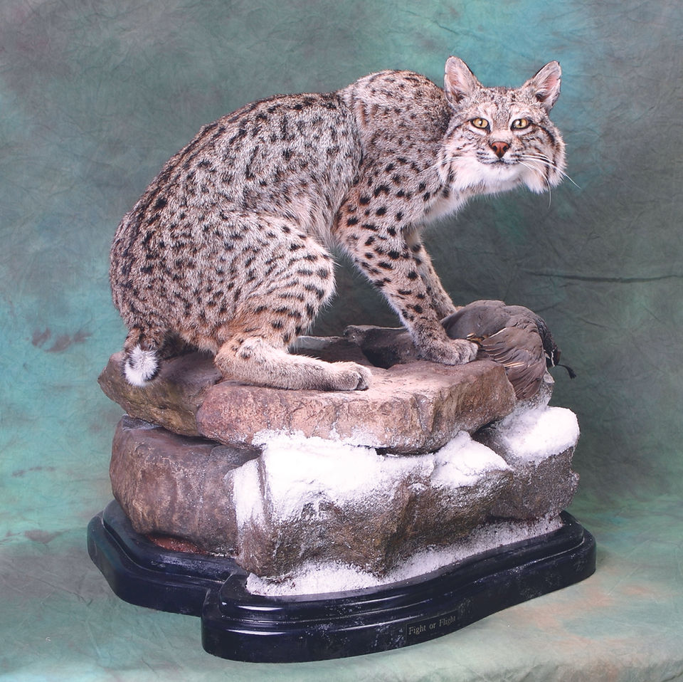 Bobcat Form 1622