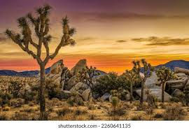 Sekhem Retreat- Magic Mushroom- Joshua Tree, CA