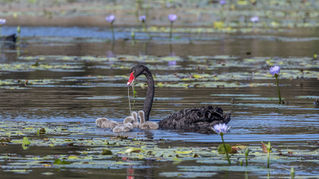 Help shape a new bird hide for Buckley's Hole