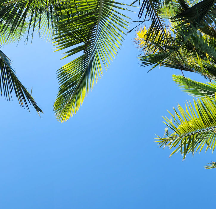 Palm fronds looking up with blue sky