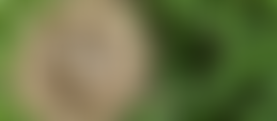 Exploring the Bird's Nest Drawing in Art Therapy: A Journey of Healing and Symbolism