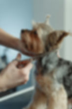 dog grooming