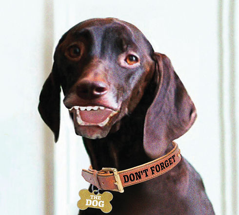 GD_dog.jpg