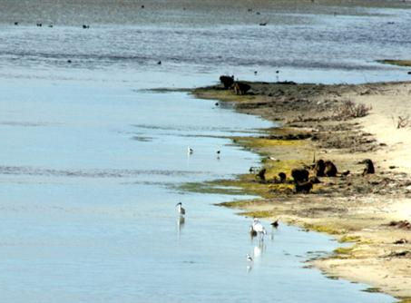 HOERA VIR STRAND-BOBBEJAAN!