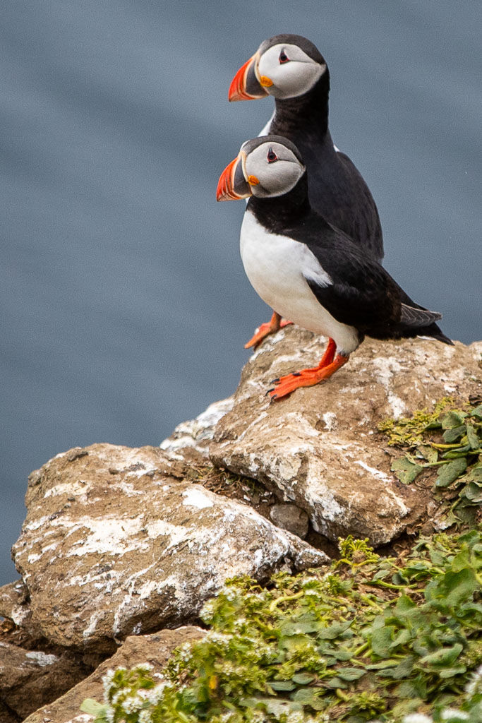Puffins on a rock