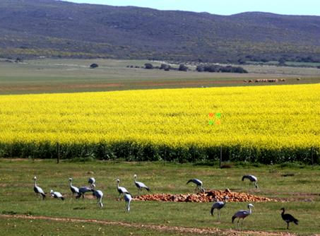 OVERDAAD IN OVERBERG