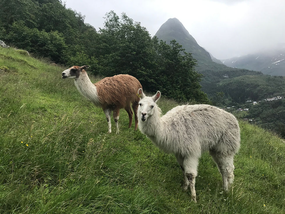 Alpacas in Norway