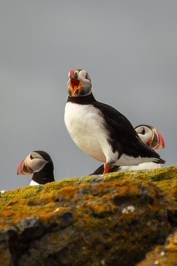 Puffin