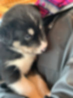 Alaskan husky puppy