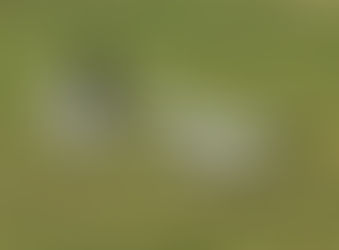 OU LIGGEWIG-MUNTJIES