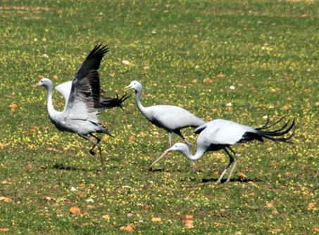 OU LIGGEWIG-MUNTJIES