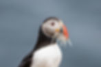 Puffin with a mouth full of fish