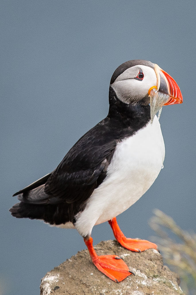 Puffin with fish