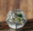 Thumbnail: Geo Prism Terrarium Virtual Experience +Free Shipping