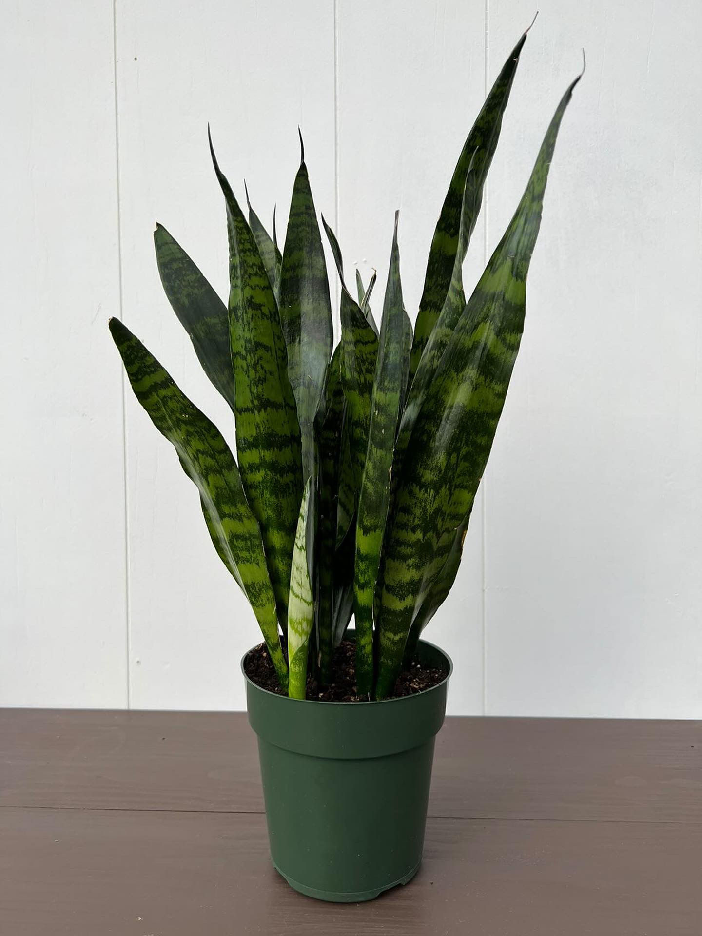 Snake Plant - Sansevieria futura