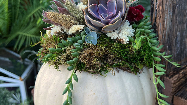 Pumpkin Succulent Planter Workshop @ Levante brewing | Terrarium Therapy