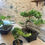 Thumbnail: The Art of Bonsai Virtual Experience + Free Shipping