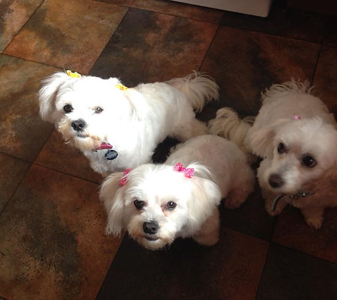 Dog Grooming Mornington