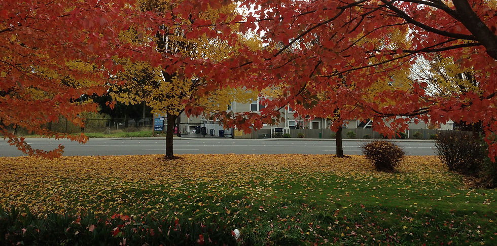 fall-red.jpg