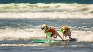 M&A Trends and Industry Insights From the Dog Days of Summer.    
