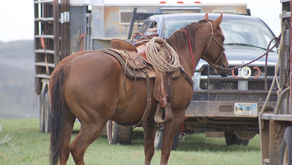 Are you thinking about buying a truck to haul your own horses?