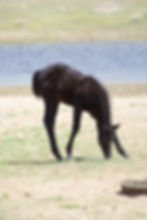Jaure Performance Horses