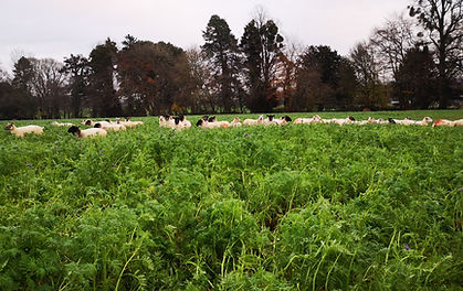Integration of livestock