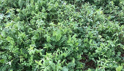 Cover crop