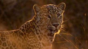 Dive into Captivating Safari Adventure Tales