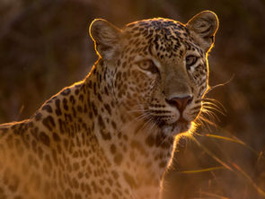 Dive into Captivating Safari Adventure Tales