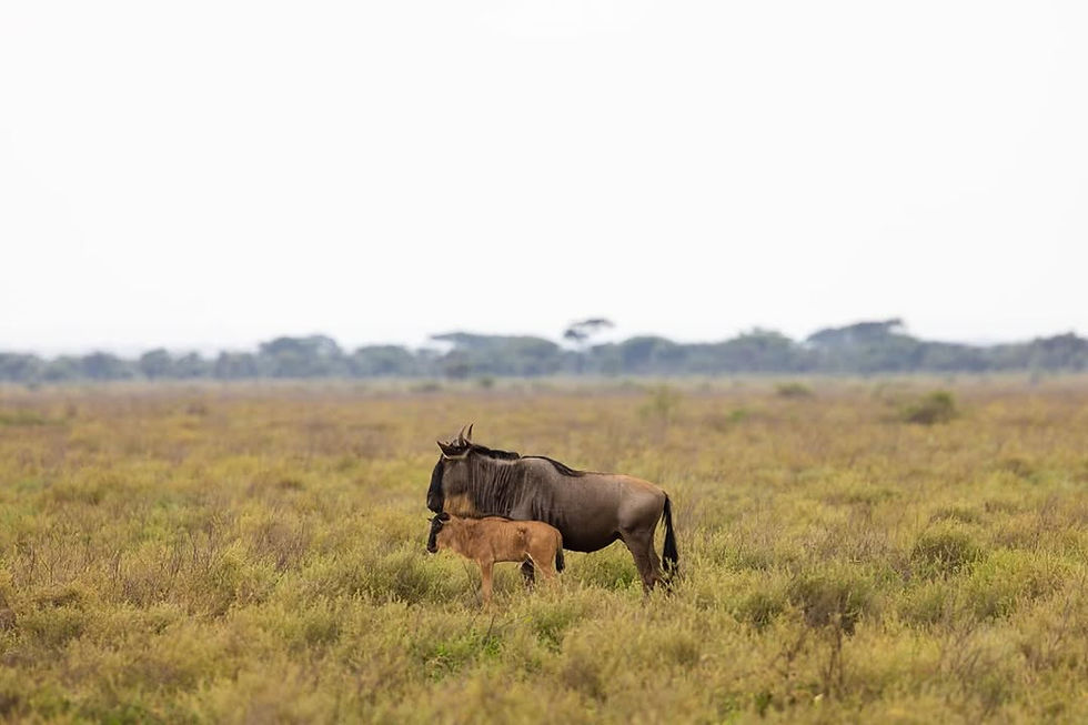 Two wildebeests stand on a vast grassland with a hazy tree line in the background. The scene is calm and natural, with muted earthy tones.