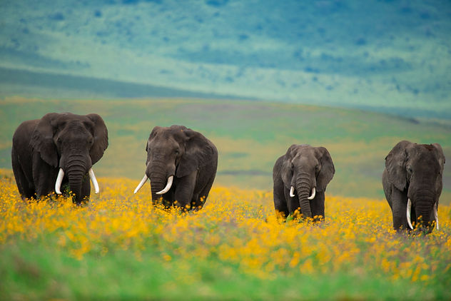 Elephant At Ngorongoro Crater