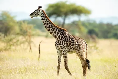 Beautiful Giraffe