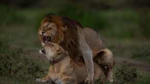 Uncover the Beauty of Serengeti Safaris