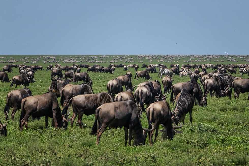 Herd of wildebeest and zebras graze on a vast green plain under a clear blue sky, conveying a sense of peaceful migration.