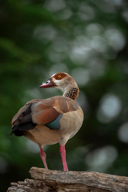 Bird In Serengeti