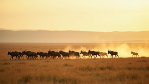 Witness the Stunning Serengeti migration journey (Wildebeest Migration)