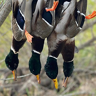 Mallard Ducks