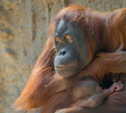 singe-848x477.jpg